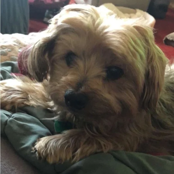 LIVE TODAY 1:00 PM EST FREE PEOPLE & HANDMADE KANTHAS/PATCHWORK PIECES π₯ - Picture 6 of 14